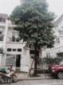 Cắt lỗ Hoa Sữa xây thô nguyên bản CĐT 250m2 Đông Nam sổ đỏ chính chủ, 17 tỷ không thương lượng