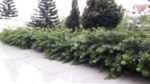 Bán biệt thự 4 tầng DT 484m2 mặt tiền 12m khu đẹp nhất Ciputra, Tây Hồ, Hà Nội: 0981222026