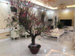 Bán hai căn biệt thự góc vip tại KĐT Tây Nam Linh Đàm, diện tích 287m2, hai mặt tiền. 0936287366