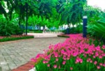Cần bán liền kề ST5 hướng Đông Nam vị trí đẹp, giá tốt nhất thị trường