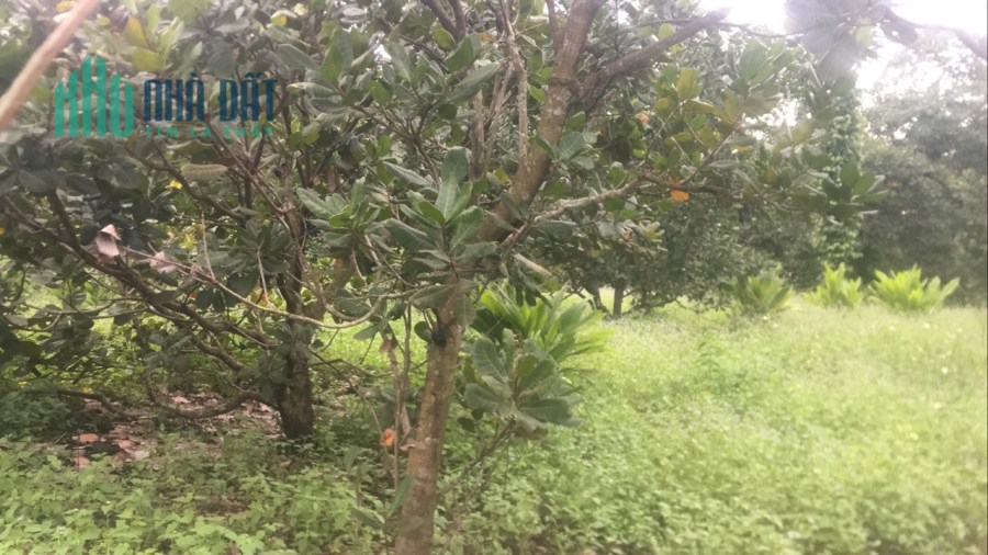 Cần bán gấp 1500m2 đất giá 400tr tại Xã Hàng Gòn