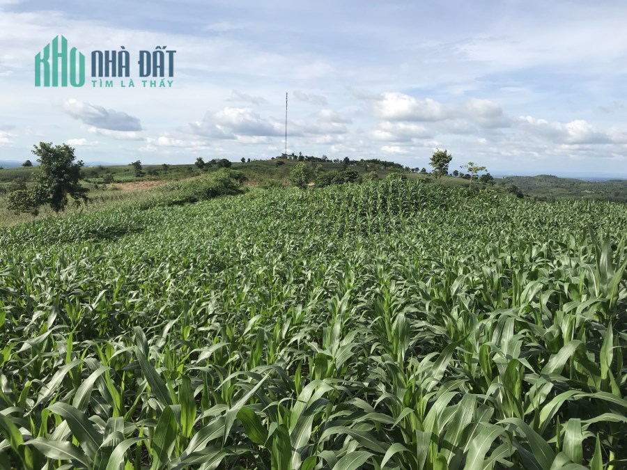 Bán gấp lô đất đường QL 14, x.Đắk Rla, H.Đắk Mil, Đắk Nông
