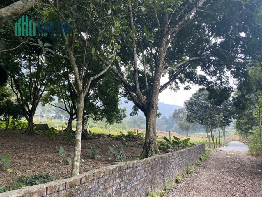 Cần bán 2300m2 tại Cư yên lô 2 mặt tiền