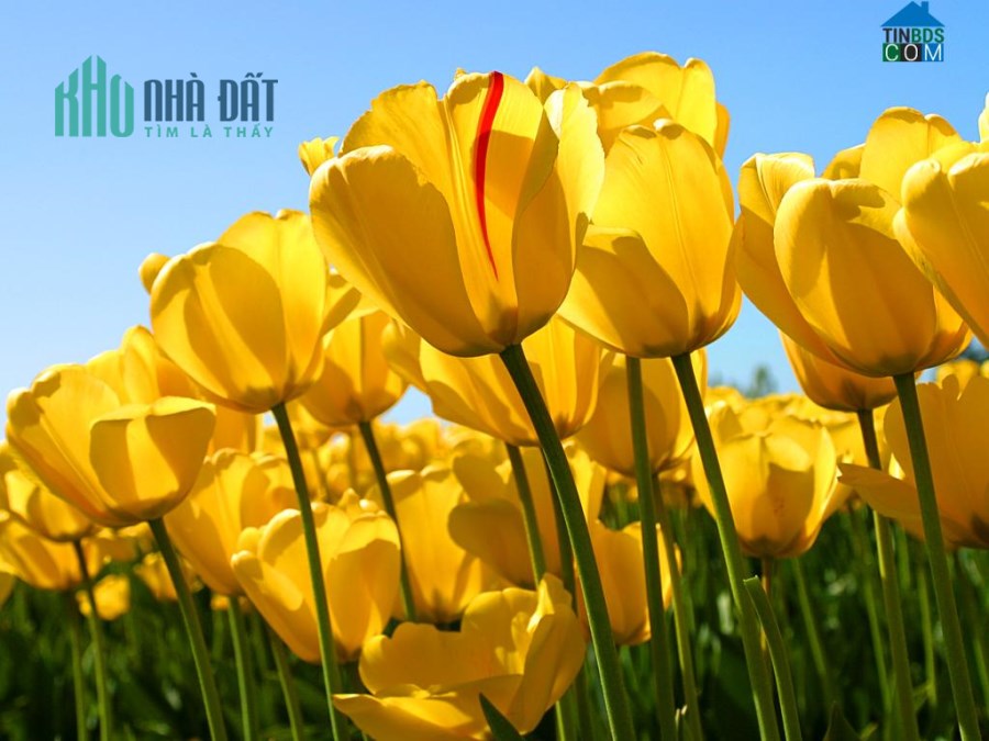 BÁN TOÀ KHÁCH SẠN 3 SAO MẶT PHỐ ĐỖ ĐỨC DỤC....GIÁ=210 TỶ