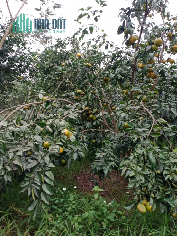 Bán trang trại tổng hợp tại Đô Lương, Nghệ An, giá tốt
