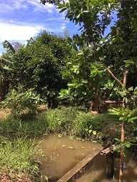 Chính chủ bán đất xã Thạnh Xuân, Châu Thành A, Hậu Giang, 5,5 tỷ, 0909313314