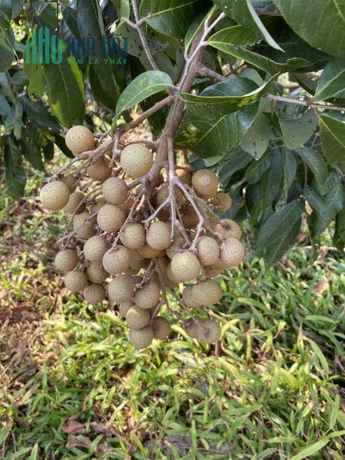 Cần Bán Đất Xã An Phú Thuận Huyện Châu Thành Tỉnh Đồng Tháp