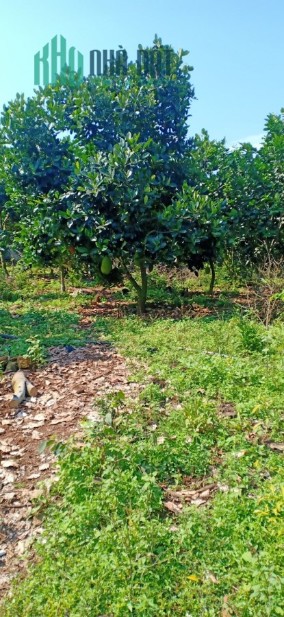 Cần bán gấp lô đất xã phú lập huyện tân phú tỉnh Đồng Nai