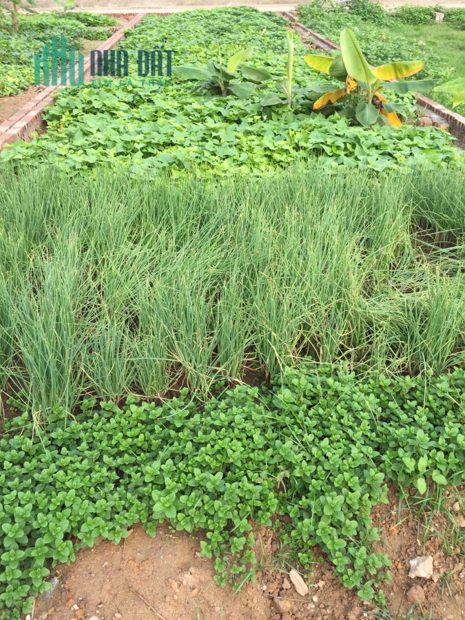 Bán full thổ cư tổ 10 Quang Minh, Mê Linh!