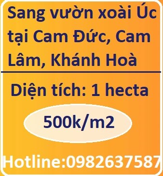 Chính chủ cần vốn KD sang lại vườn xoài Úc tại Cam Đức, Cam Lâm, 500k/m2; 0982637587
