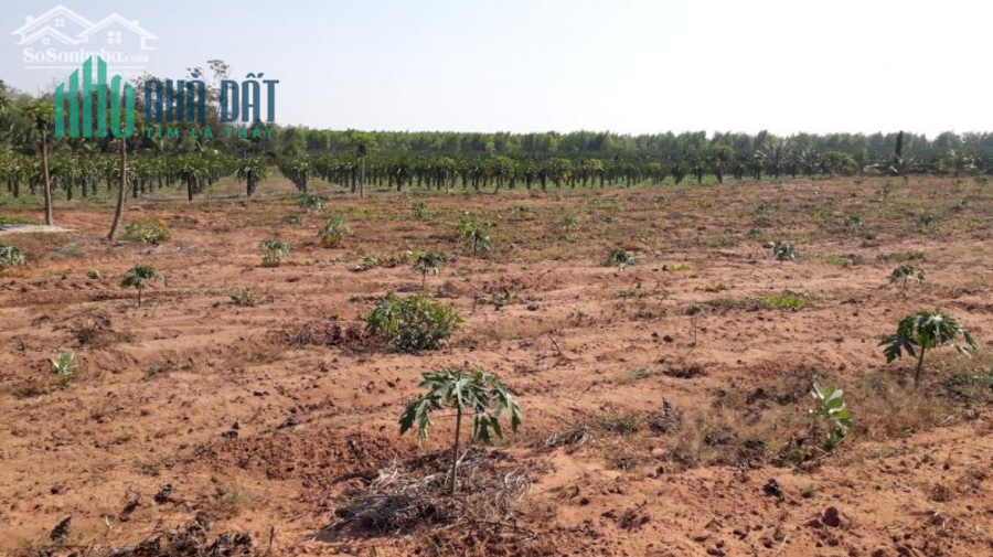 Đất Mẫu CLN 3 mặt tiền- Xã Tiến Thành - Phan Thiết - Bình Thuận