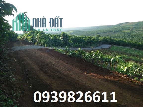 Bán 3 sào vườn cafe hẻm thẳng Phan Đình Phùng, Lộc tiến, Lâm Đồng, 4,5 tỷ, 0939826611