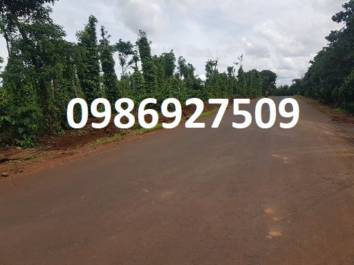 Gia đình không có người làm nên cần bán 1,8ha đất đỏ Xã Eakiet, Cư M’gar, Đắk Lắk, 1 tỷ, 0986927509