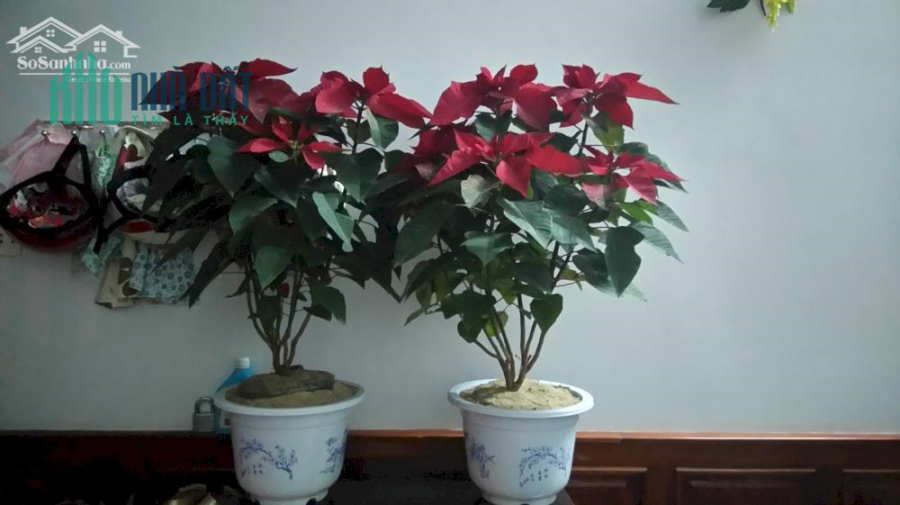 Cho thuê nhà nguyên căn 2 tầng