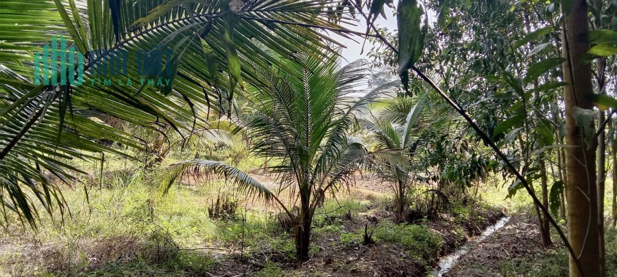 Bán gấp 3500m2 ruộng đang trồng dừa, sổ hồng riêng giá 400tr/sào