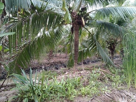 Chính chủ bán lô đất tại đường Bình Tiên, TT Giồng Trôm, Bến Tre, 1,736 tỷ, 0916447068