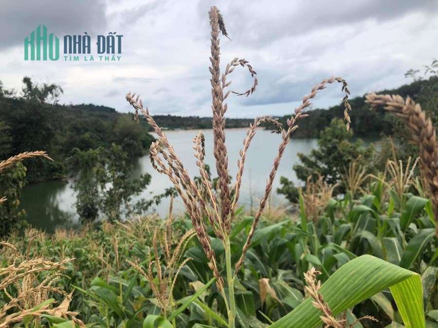 Bán lại lô đất 10000m2 View_Hồ tại Đak Nông, giá đầu tư chỉ 180tr/sào.  Lh:0965654748.