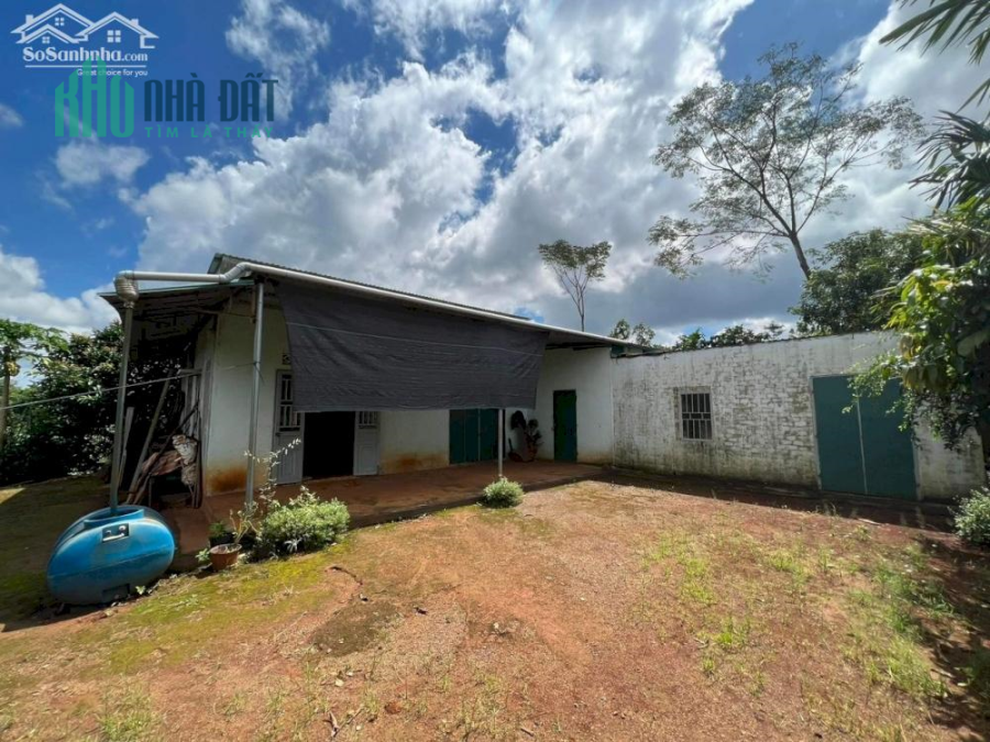 3.8ha đất trồng cà phê, tiêu và các loại cây ăn trái đường bê tông cách QL14C 150m