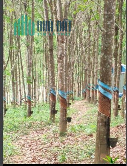 Chính chủ bán 15 Hecta đất tại Xã Đắk R Măng, Dăk GLong, Đắk Nông
