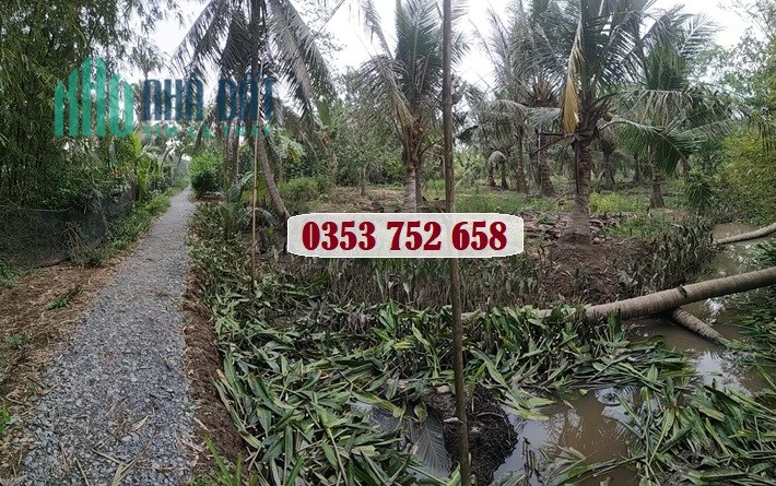 Chính chủ bán đất ấp Tân Đức A, xã Tân Bình, Mỏ Cày Bắc, Bến Tre; 3,8 tỷ; 0353752658