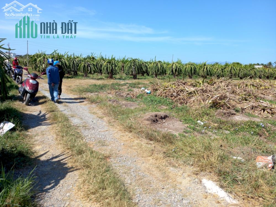 Đất Giá Rẻ -Tiến Hoà-Tiến Lợi-Phan Thiết-DT 1.500m2 cây lâu năm .