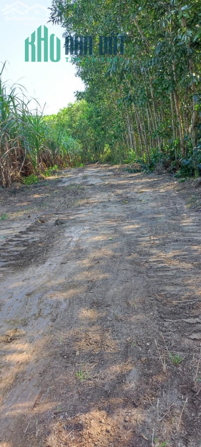 Cần bán đất vườn diẻn xuân diên khánh giá rẻ