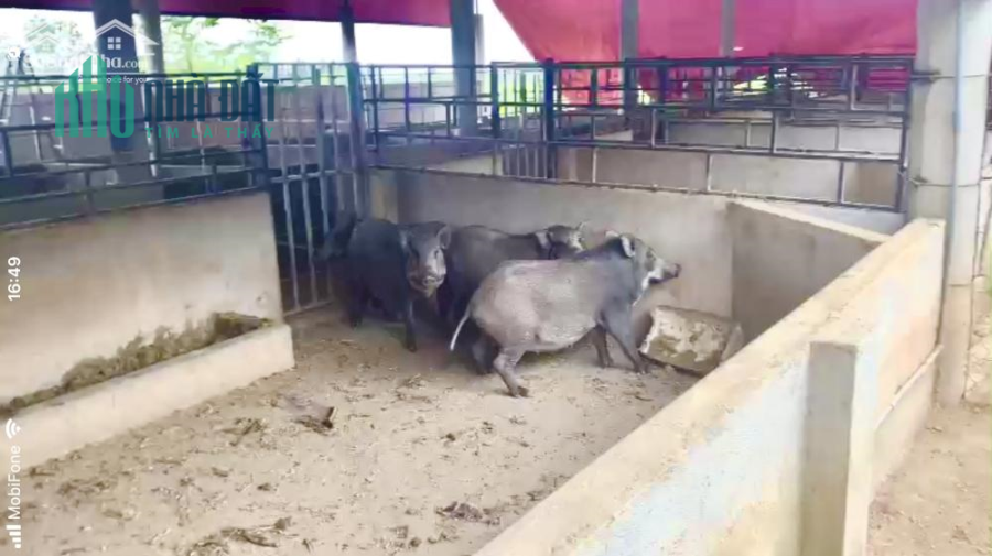 Trang trại 16ha (nuôi heo Tộc) chỉ 570tr/Ha - Ninh Thượng, Ninh Hoà, Khánh Hoà
