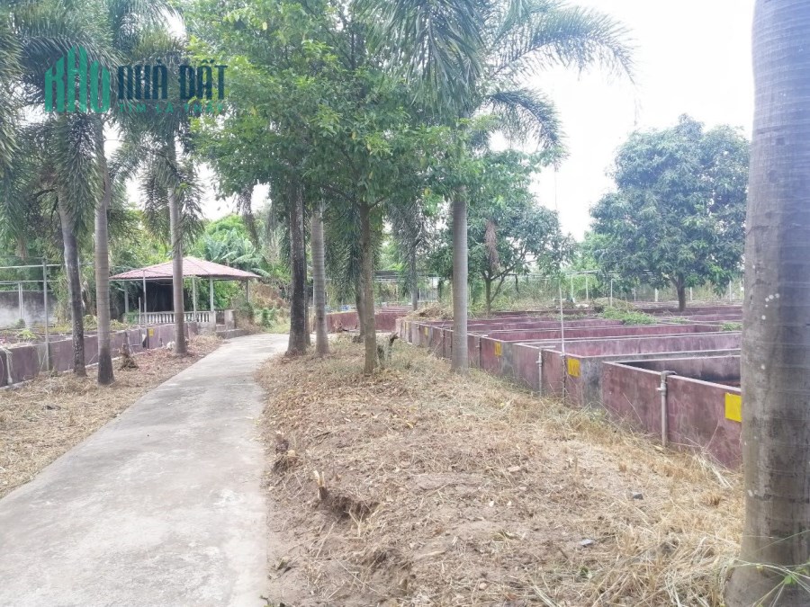 Bán đất vườn biệt thự Tp Long xuyên An giang