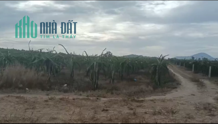 Tân Tiến Lagi 1,5 ha chỉ 4,5 tỷ đường quanh đất