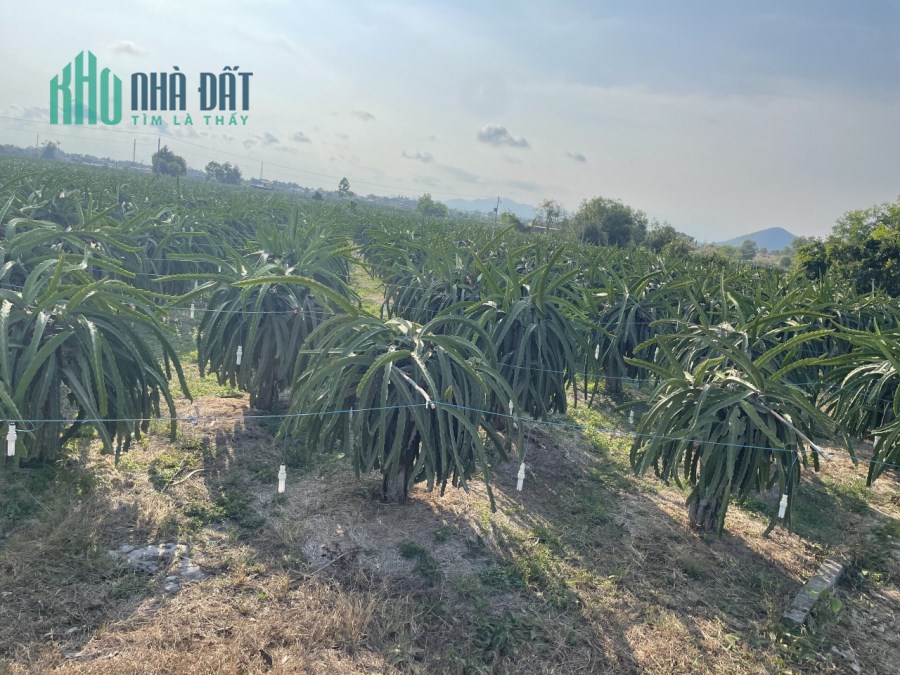 Hẻm Lý Thái Tổ 2,5 sào 2,4 tỷ Tân Tiến Lagi