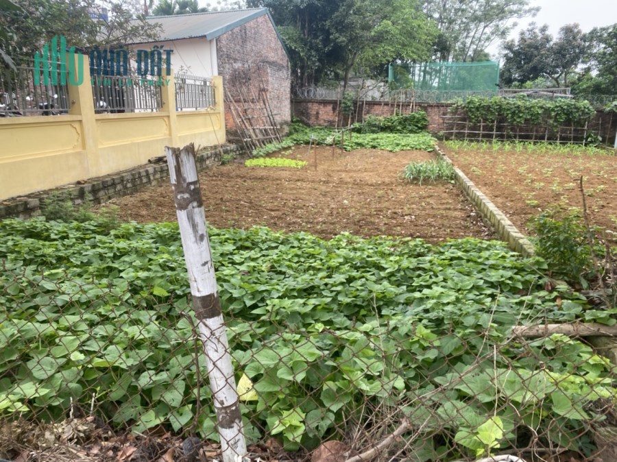 NHỈNH TỶ sở hữu ngay 137m2 thôn Hòa Trúc xã Hòa Thạch Quốc Oai. LH: 0977234623