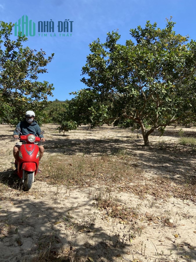 7,7 sào 125m mặt tiền Suối Kiết Tánh Linh 1,8 tỷ