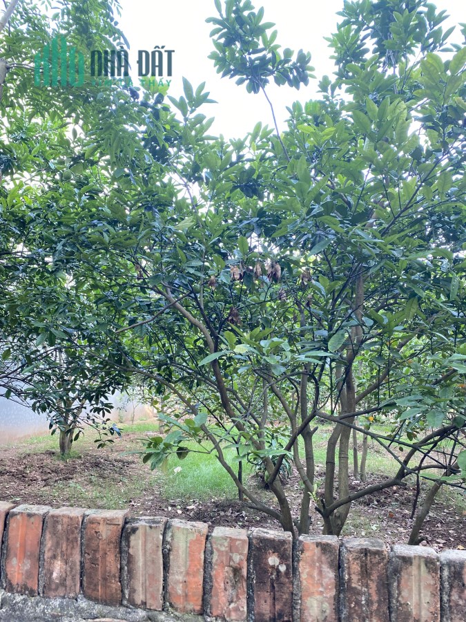 Ban120m đât thô cư tại xã an thượng hoài đức