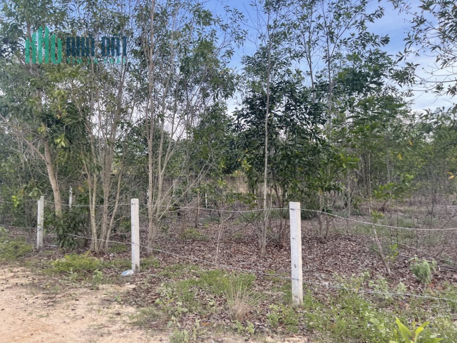 Đất BDS Tân Bình Lagi rừng vàng Bình Thuận 1,2 sào 3,8 tỷ