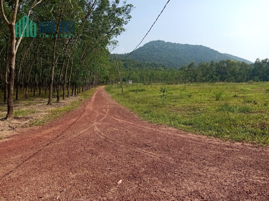 Xinh chào, Tấn có lô đất ngang 32m2 và tổng diện tích 1487m2, nằm ở xã Định An, Dầu Tiếng, BD.