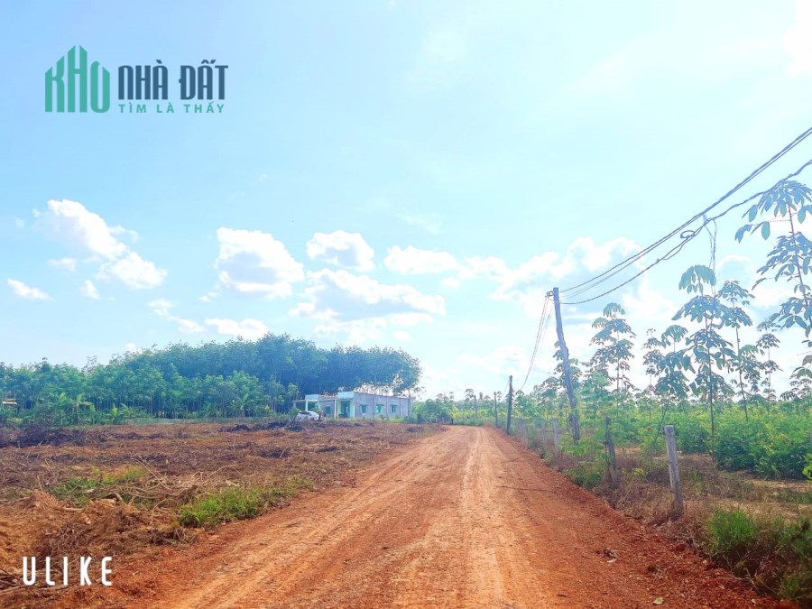 Bán đất tại Xã Minh Hòa, Huyện Dầu Tiếng, Tỉnh Bình Dương có diện tích trên 1 xào.