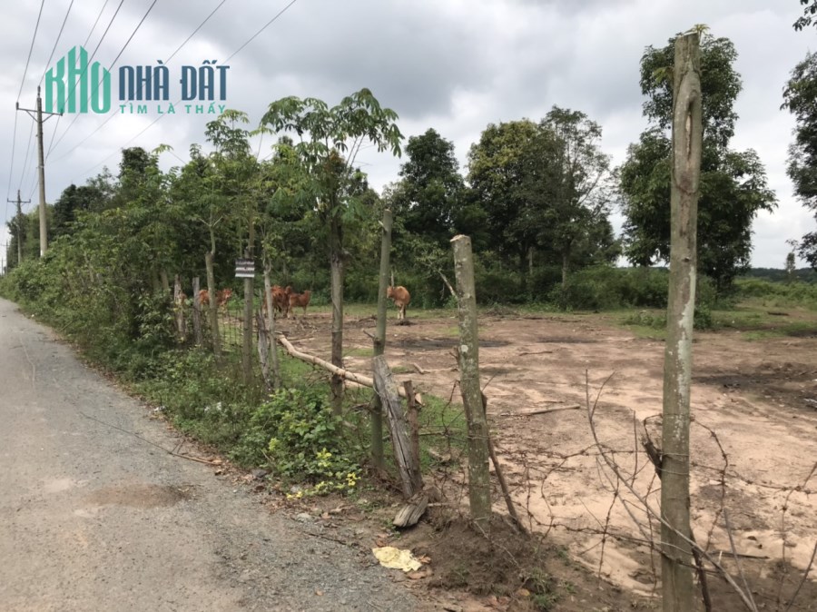 Cần tiền nuôi bò bán gấp 3 sào rưỡi đất vườn