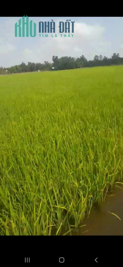 Chính chủ cần bán gấp Lô Đất nông nghiệp 1484m2