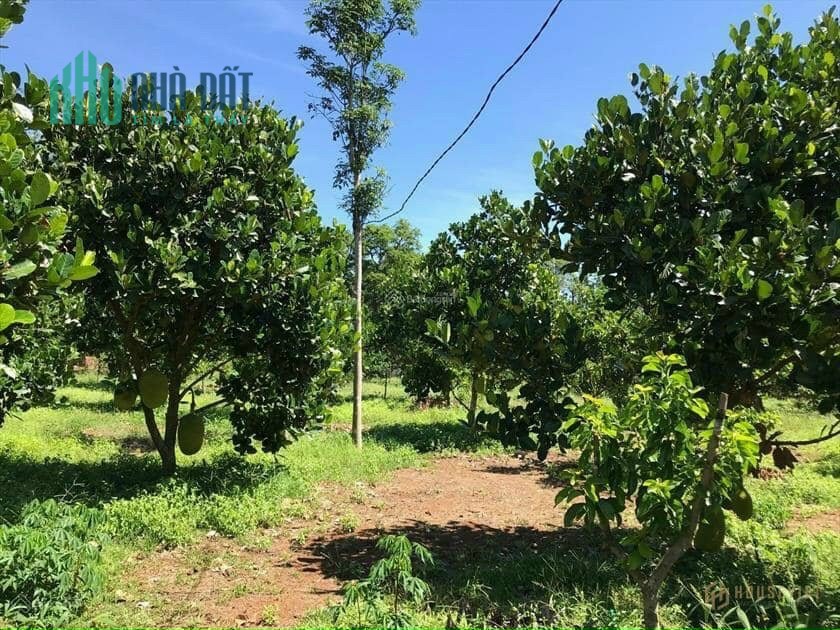 Cần bán lô Đất Đồng Tiến 250m2, sổ sẵn, giá 470tr.