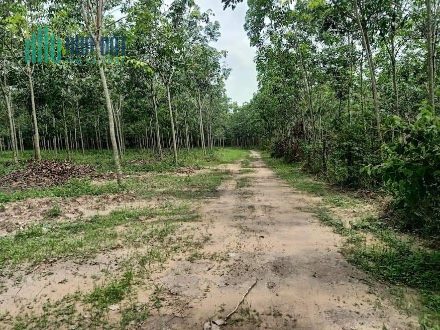 Một lô đất quá rẻ chỉ hơn 700 triệu một chút, đầu tư xinh lời tốt tọa lạc tại Huyện Dầu Tiếng