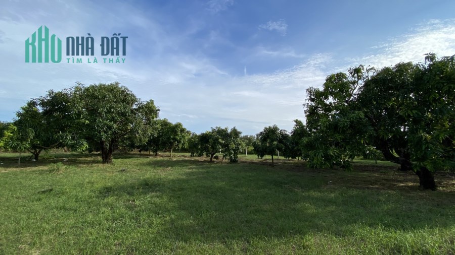 Bán đất mặt tiền Duyên Hải, Long Hòa, Cần Giờ: 20 x 88, giá 40,5 tỷ