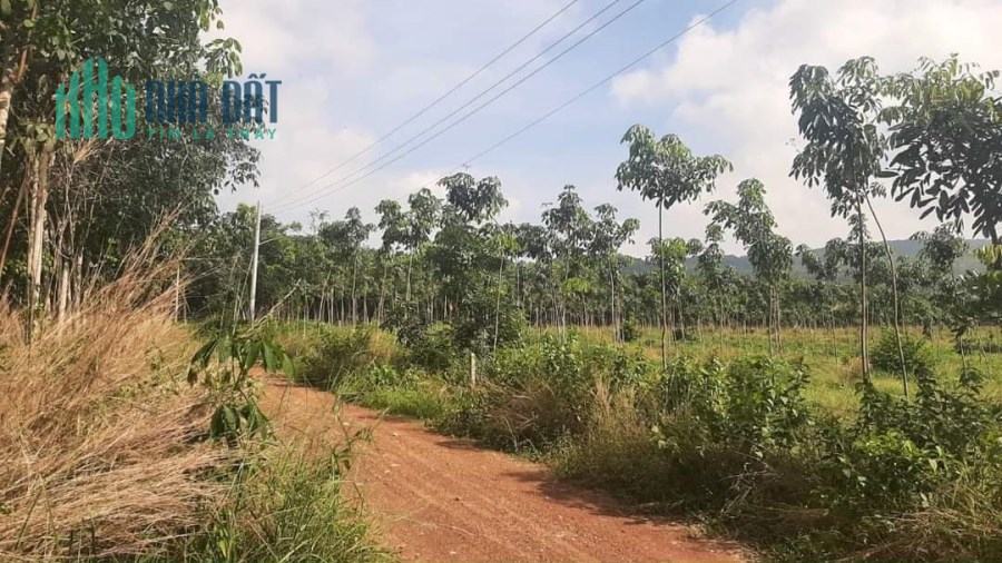 Bán lô đất ngộp tại Xã Định Thành, Dầu Tiếng, Bình Dương, đường thông thoán, thích hợp đầu tư.
