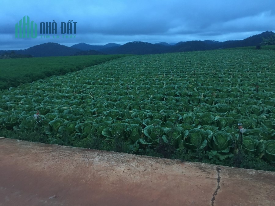 Bán 1050m2 Đất Xuân Thọ Phù Hợp Làm Nhà Ở, Nhà Hàng, Điểm Checkin Du Lịch đường 8m