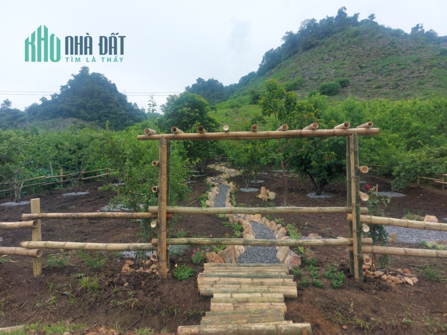 Đất nền Mộc Châu đón sóng cao tốc, Bán mảnh 800m2 Tà Số, trên đất có 80 gốc mận