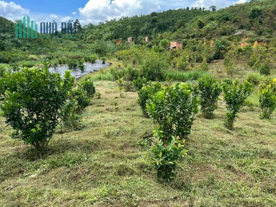 Chủ ngợp tiền cần bán gâp lô đất Bảo Lộc-Lâm Đồng vị trí đắc địa , pháp lý rõ ràng