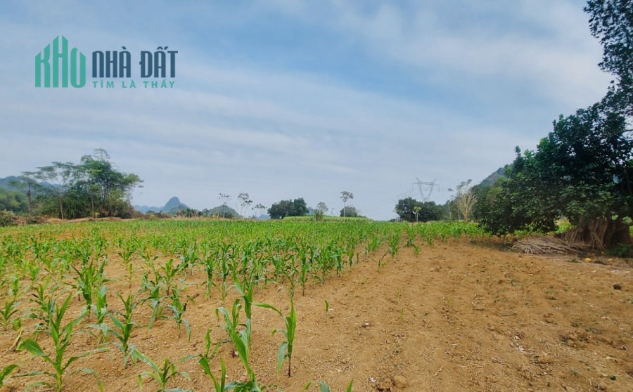 SIÊU PHẨM BÁM HỒ CÀNH LẠC SƠN - HÒA BÌNH GIÁ RẺ CHƯA TỪNG CÓ. 3040M 200M THỔ CƯ GIÁ CHỈ 3.5 TỶ