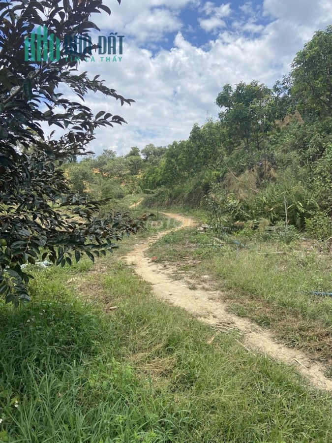 BÁN 3,7HA ĐẤT MT TẶNG NHÀ CẤP 4 GIÁ RẺ TRUNG TÂM THÀNH PHỐ GIA NGHĨA