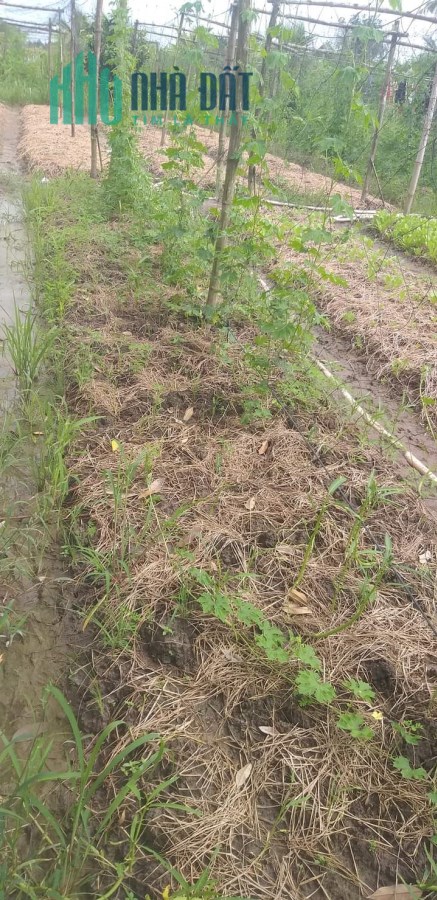 CHÍNH CHỦ BÁN 270M2 ĐẤT GIÁ RẺ NGAY GẦN BẾN PHÀ CHỢ MANG THÍT