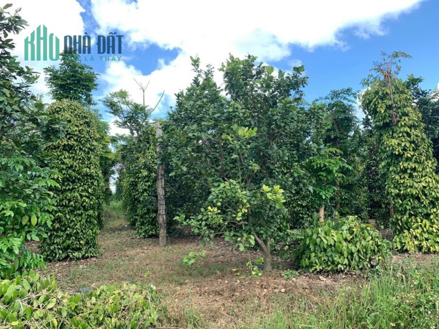 Sở Hữu Ngay Lô Đất Vị Trí Đẹp Tại huyện Ea Kar, tỉnh Đắk Lắk