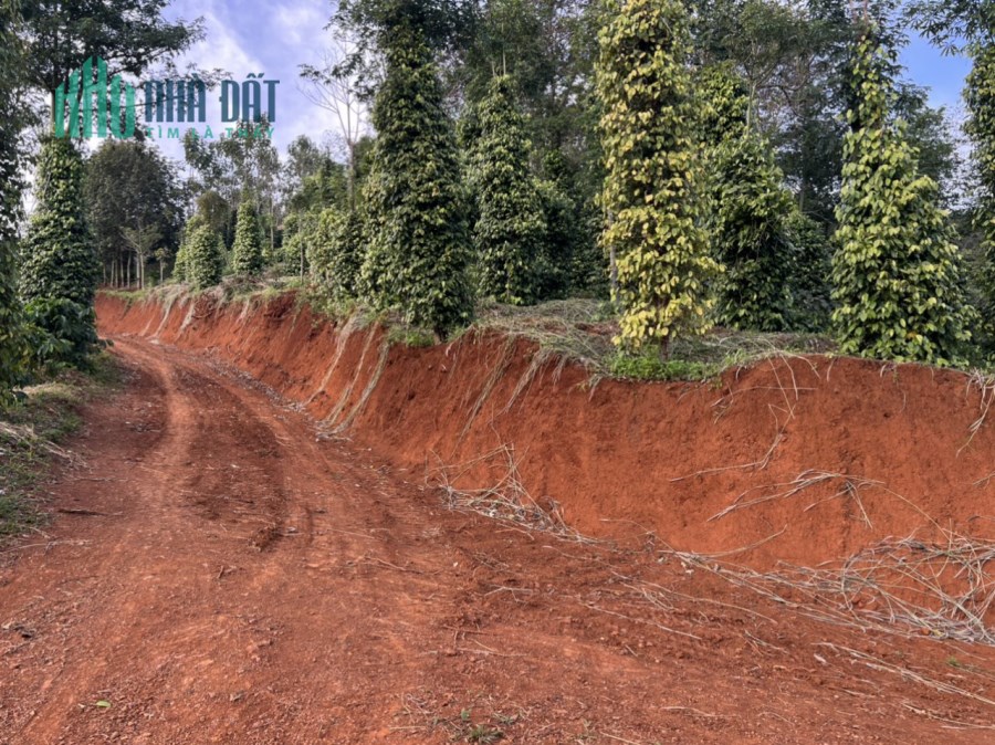 Chính Chủ Cần Bán Đất Rẫy Vị Trí Đẹp Tại Đắk Nông